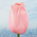 flumpool